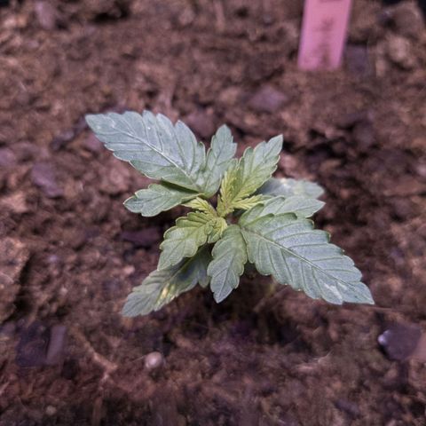 WDH #1 growlog timeline photo