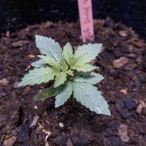 WDH #1 growlog photo: Lights on after feeding