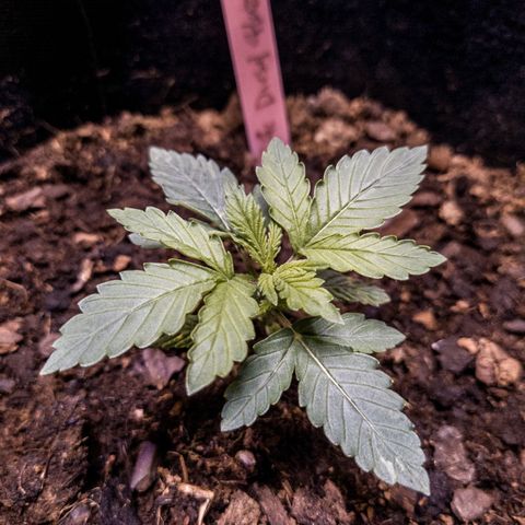 WDH #1 growlog timeline photo