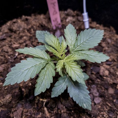 WDH #1 growlog timeline photo