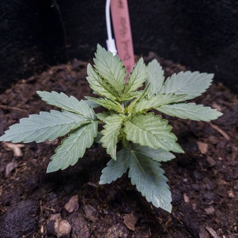 WDH #1 growlog timeline photo