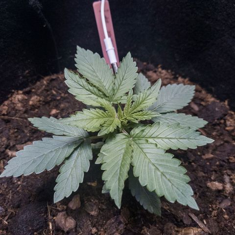 WDH #1 growlog timeline photo