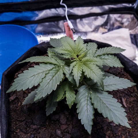 WDH #1 growlog timeline photo