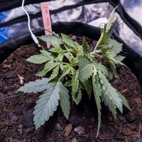 WDH #1 growlog photo: First LST session. 2:00