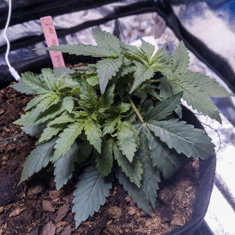 WDH #1 growlog timeline photo