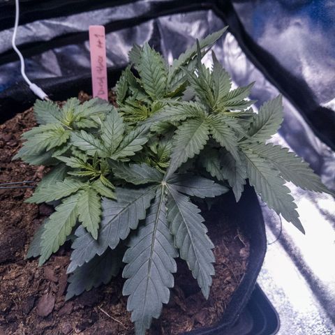 WDH #1 growlog timeline photo