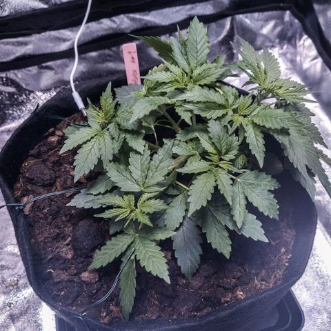 WDH #1 growlog photo: More ties