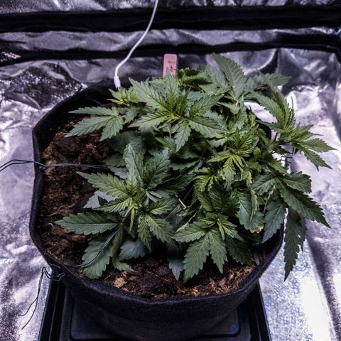 WDH #1 growlog timeline photo