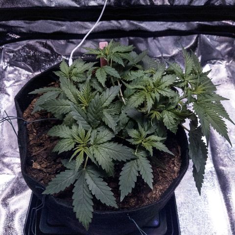 WDH #1 growlog photo: After minor defoliation. 