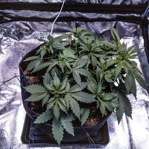 WDH #1 growlog timeline photo