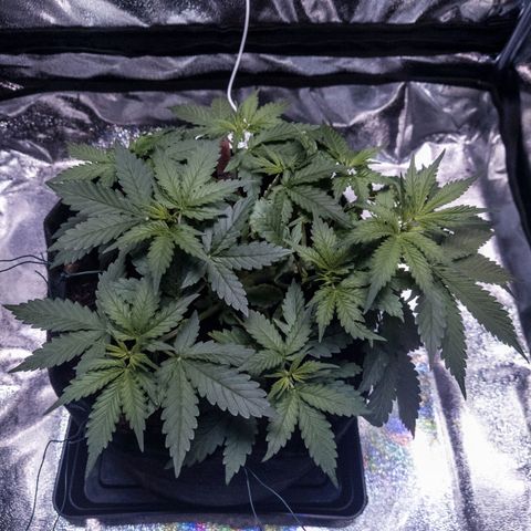 WDH #1 growlog timeline photo