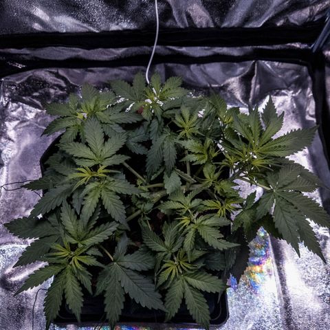 WDH #1 growlog timeline photo
