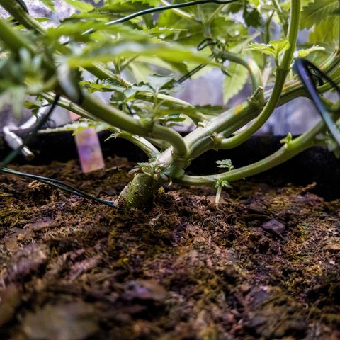 WDH #1 growlog timeline photo
