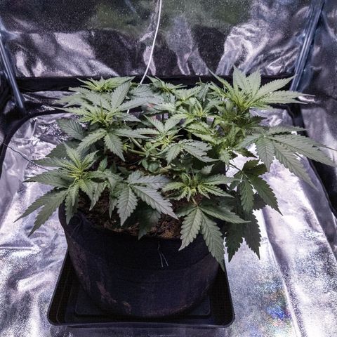 WDH #1 growlog timeline photo