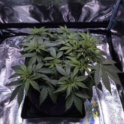 WDH #1 growlog timeline photo