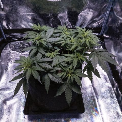WDH #1 growlog timeline photo