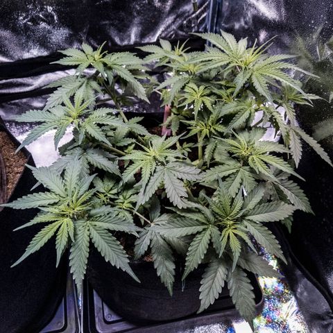 WDH #1 growlog timeline photo