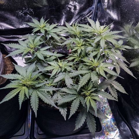WDH #1 growlog timeline photo