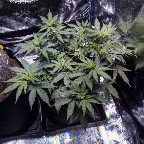 WDH #1 growlog timeline photo