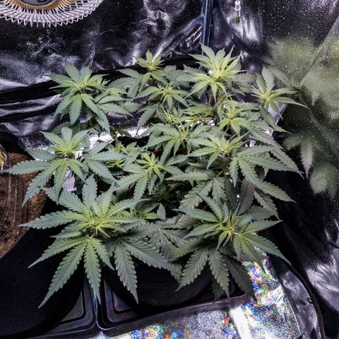 WDH #1 growlog timeline photo