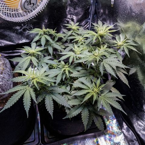 WDH #1 growlog timeline photo