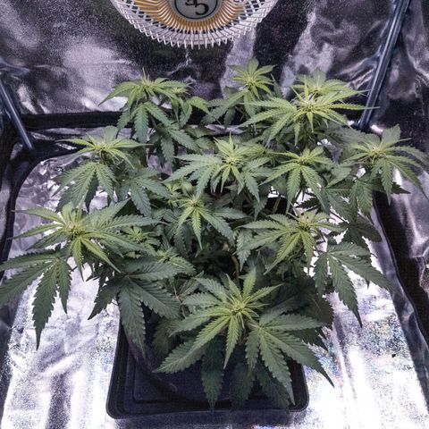 WDH #1 growlog timeline photo