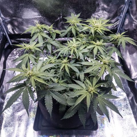 WDH #1 growlog timeline photo