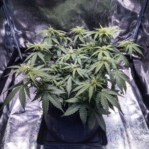 WDH #1 growlog timeline photo