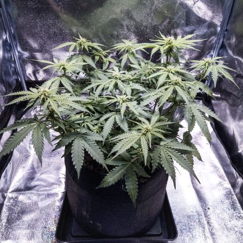 WDH #1 growlog timeline photo