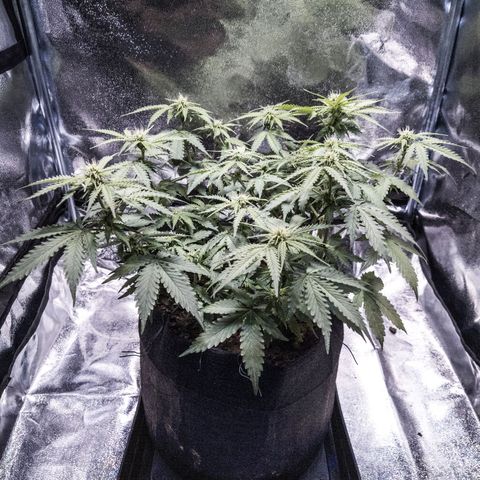WDH #1 growlog timeline photo