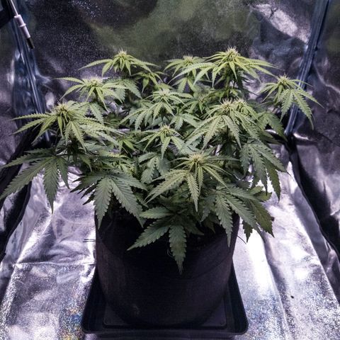 WDH #1 growlog timeline photo