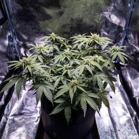 WDH #1 growlog timeline photo
