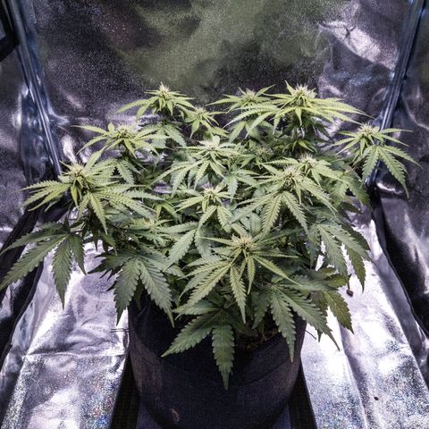 WDH #1 growlog timeline photo