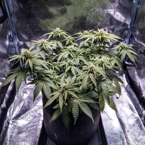 WDH #1 growlog timeline photo