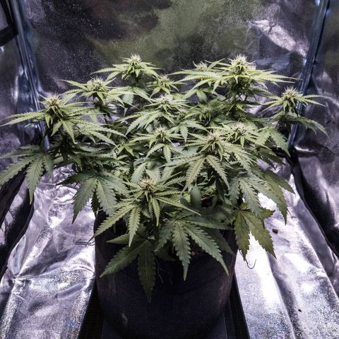 WDH #1 growlog timeline photo