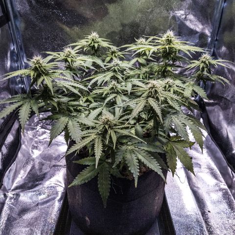 WDH #1 growlog timeline photo