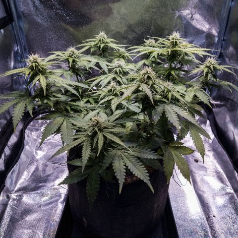 WDH #1 growlog timeline photo