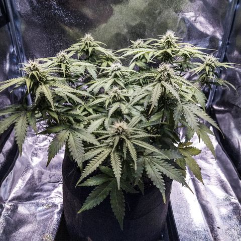 WDH #1 growlog timeline photo