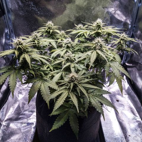 WDH #1 growlog timeline photo