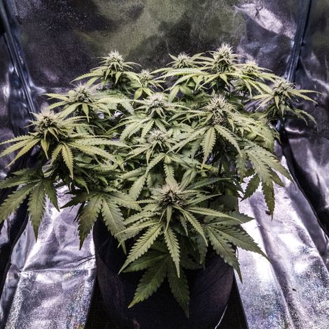 WDH #1 growlog timeline photo