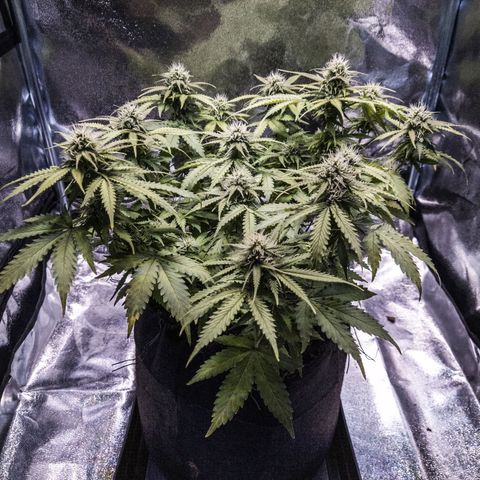 WDH #1 growlog timeline photo