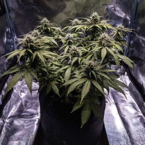 WDH #1 growlog timeline photo