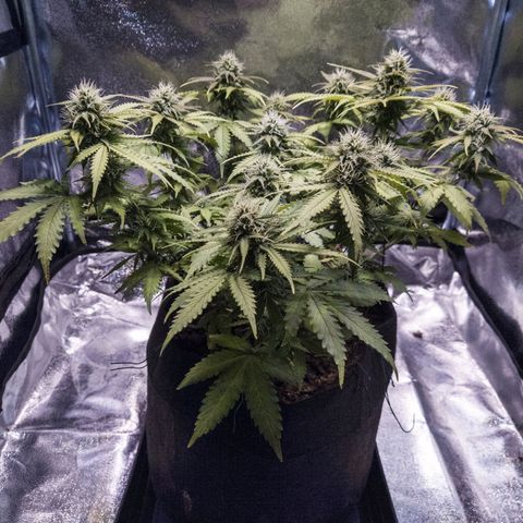 WDH #1 growlog timeline photo