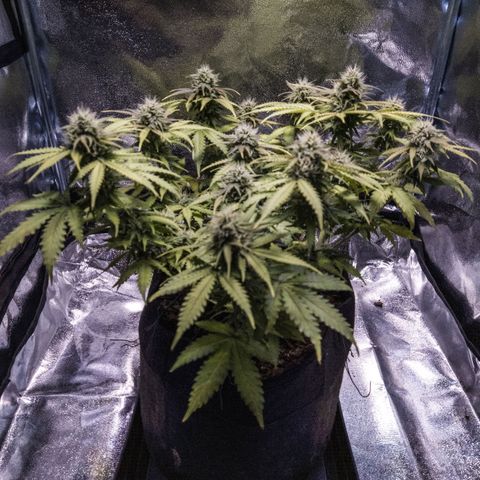 WDH #1 growlog timeline photo