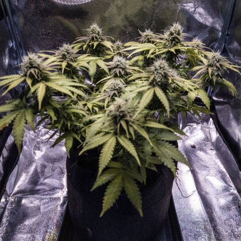 WDH #1 growlog timeline photo