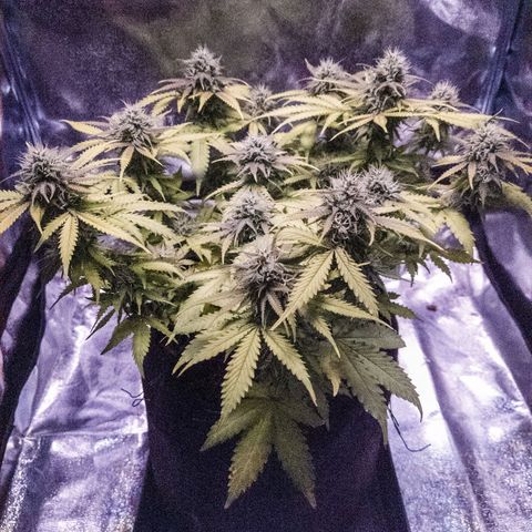 WDH #1 growlog timeline photo
