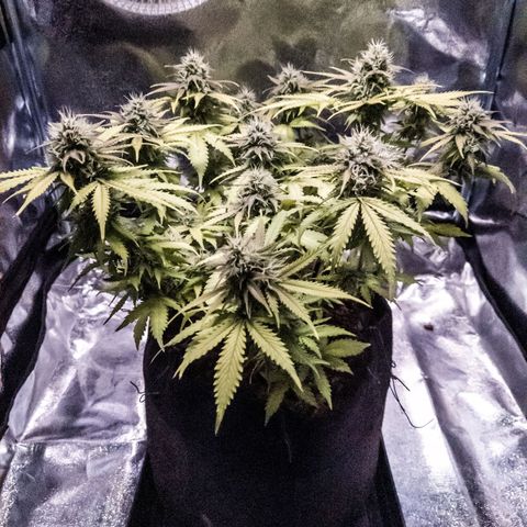 WDH #1 growlog timeline photo