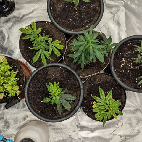 🍌Banana Runtz  growlog timeline photo