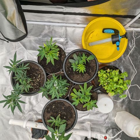 🍌Banana Runtz  growlog timeline photo