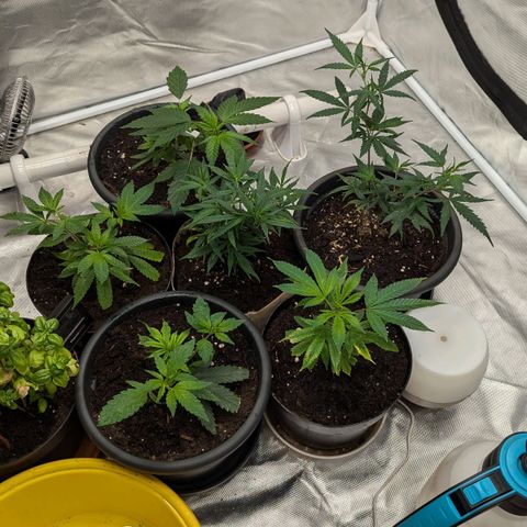 🍌Banana Runtz  growlog timeline photo